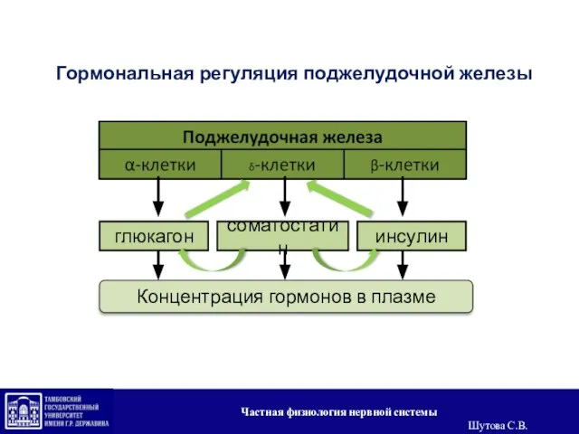 Концентрация гормонов в плазме Гормональная регуляция поджелудочной железы + глюкагон соматостатин