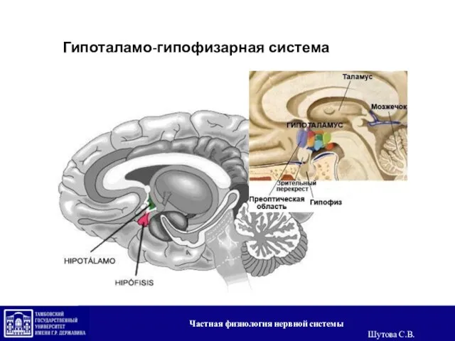 Гипоталамо-гипофизарная система Частная физиология нервной системы Шутова С.В.