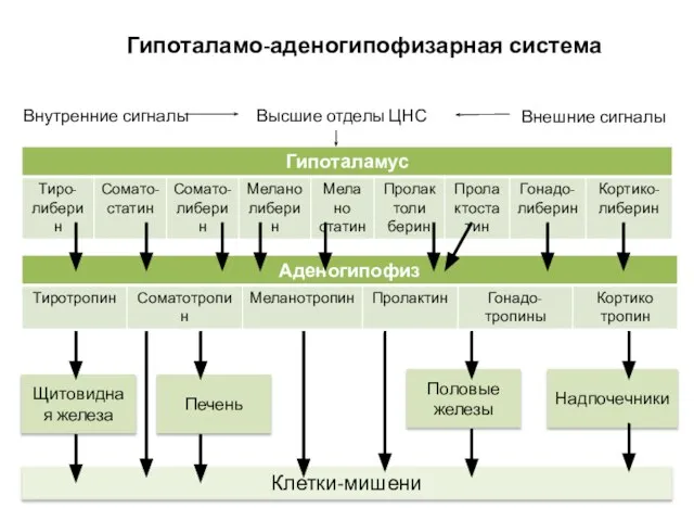 Гипоталамо-аденогипофизарная система Высшие отделы ЦНС Внутренние сигналы Внешние сигналы Щитовидная железа Печень Половые железы Надпочечники Клетки-мишени