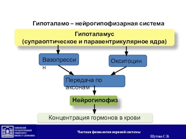 Гипоталамус (супраоптическое и паравентрикулярное ядра) Вазопрессин Передача по аксонам Нейрогипофиз Концентрация