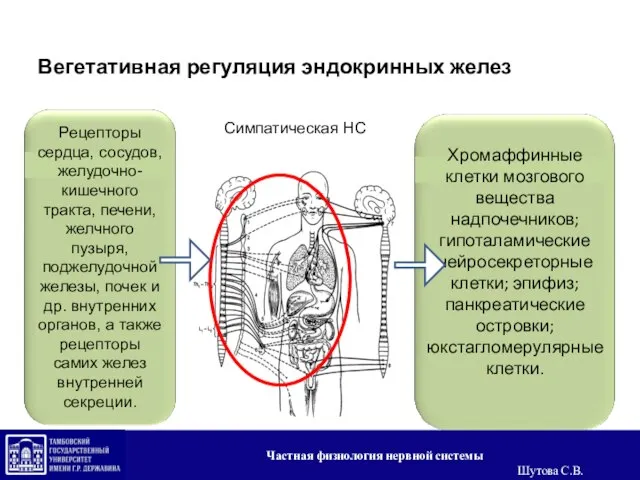 Вегетативная регуляция эндокринных желез Рецепторы сердца, сосудов, желудочно-кишечного тракта, печени, желчного