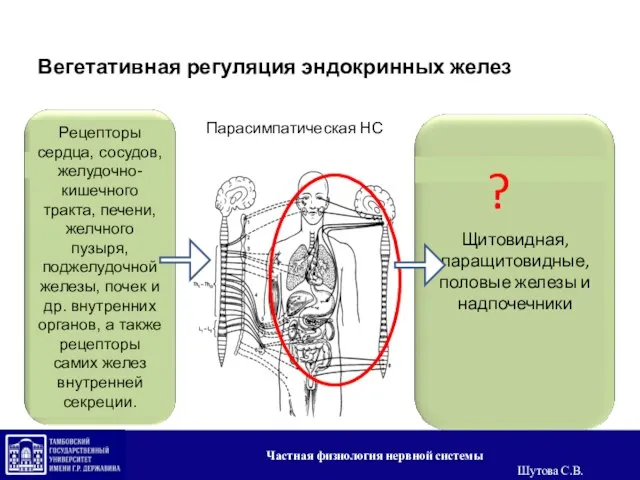 Вегетативная регуляция эндокринных желез Рецепторы сердца, сосудов, желудочно-кишечного тракта, печени, желчного