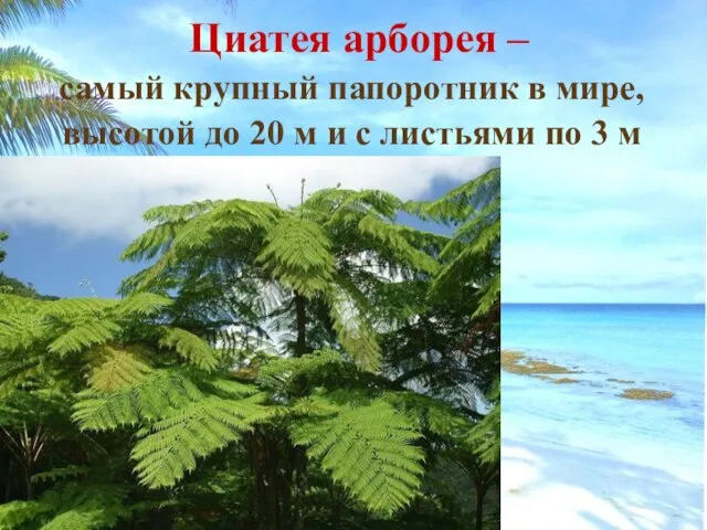 Циатея арборея – самый крупный папоротник в мире, высотой до 20