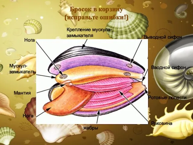 Бросок в корзину (исправьте ошибки!) Нога жабры Вводной сифон Выводной сифон