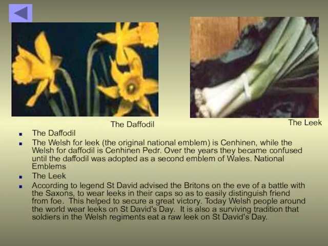 The Daffodil The Welsh for leek (the original national emblem) is