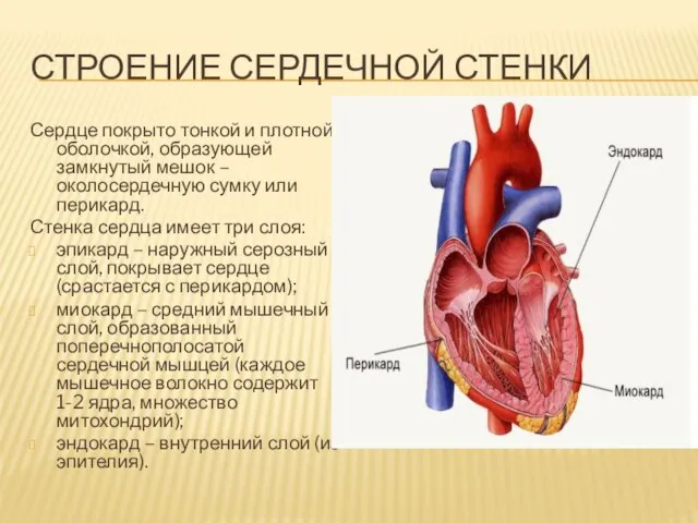 СТРОЕНИЕ СЕРДЕЧНОЙ СТЕНКИ Сердце покрыто тонкой и плотной оболочкой, образующей замкнутый