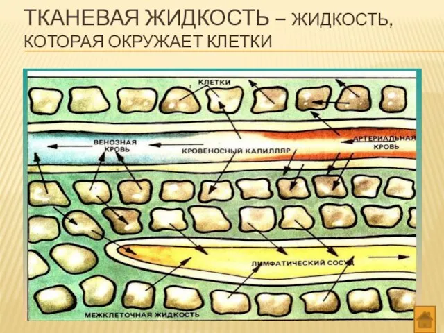 ТКАНЕВАЯ ЖИДКОСТЬ – ЖИДКОСТЬ, КОТОРАЯ ОКРУЖАЕТ КЛЕТКИ