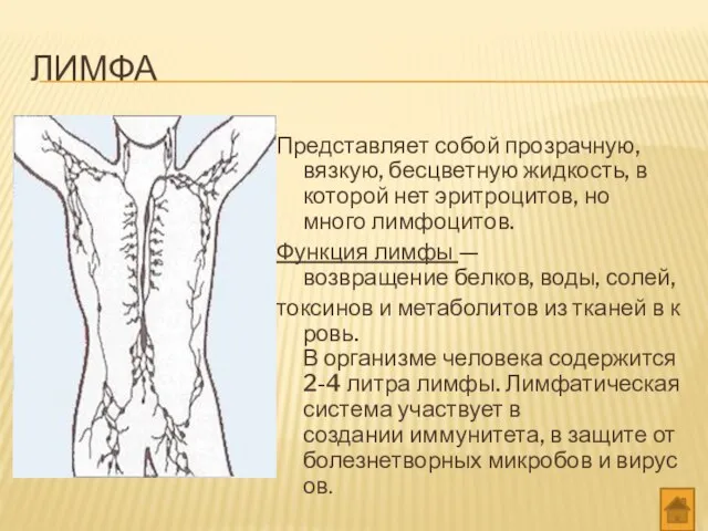 ЛИМФА Представляет собой прозрачную, вязкую, бесцветную жидкость, в которой нет эритроцитов,