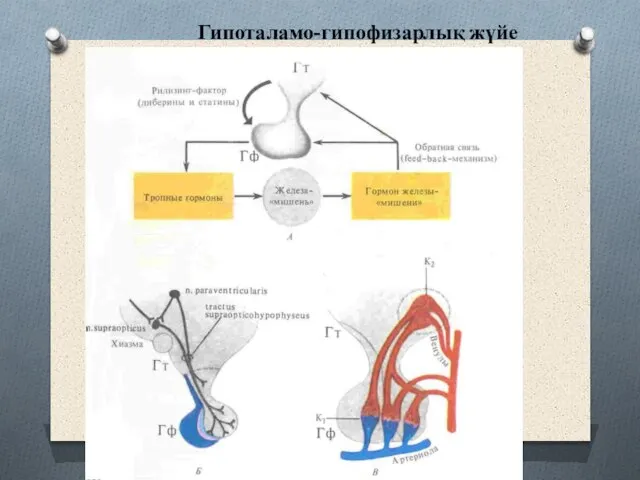 Гипоталамо-гипофизарлық жүйе