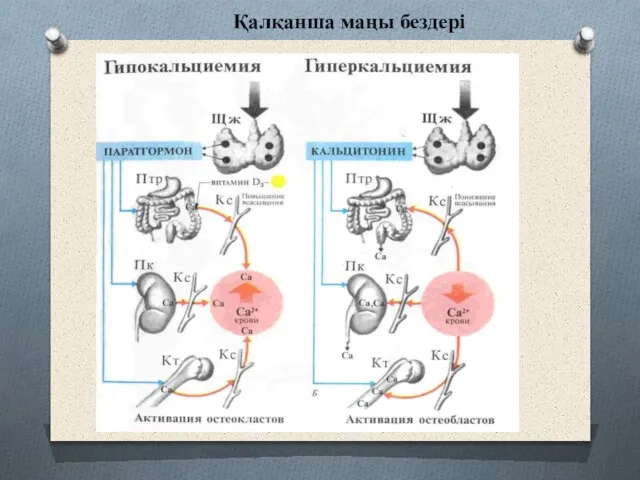 Қалқанша маңы бездері