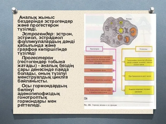 Аналық жыныс бездерінде эстрогендер және прогестерон түзіледі. Эстрогендер: эстрон, эстриол, эстрадиол