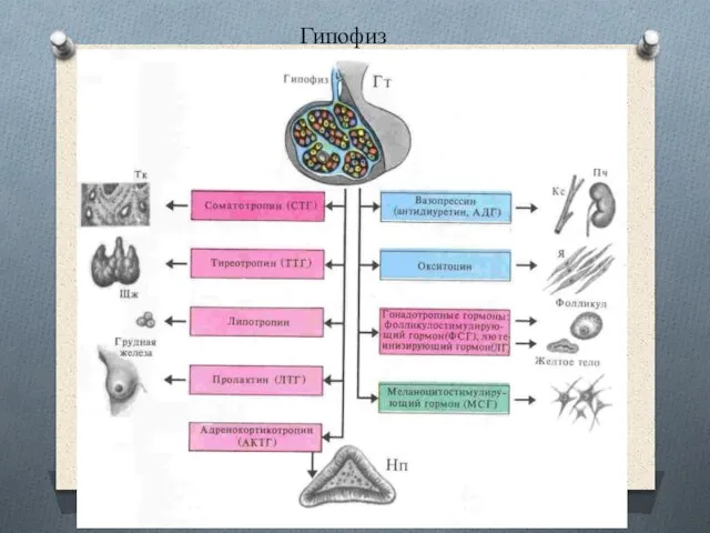 Гипофиз