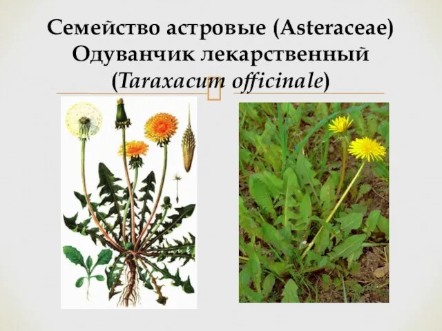 Семейство астровые (Asteraceae) Одуванчик лекарственный (Taraxacum officinale)