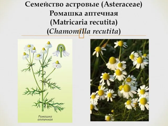 Семейство астровые (Asteraceae) Ромашка аптечная (Matricaria recutita) (Chamomilla recutita)