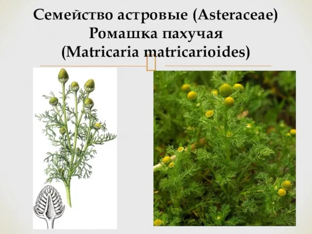 Семейство астровые (Asteraceae) Ромашка пахучая (Matricaria matricarioides)