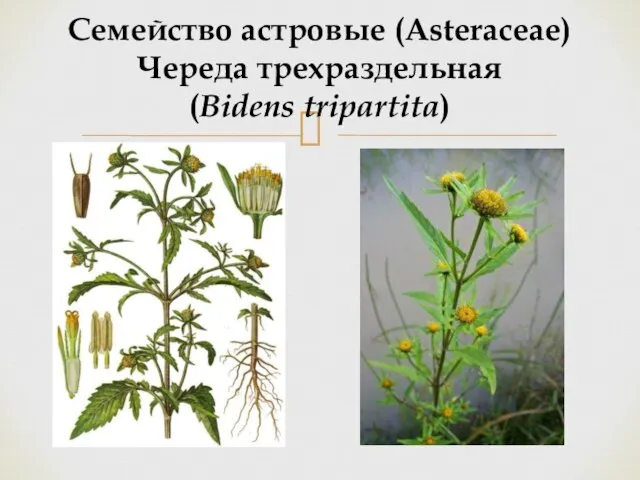 Семейство астровые (Asteraceae) Череда трехраздельная (Bidens tripartita)