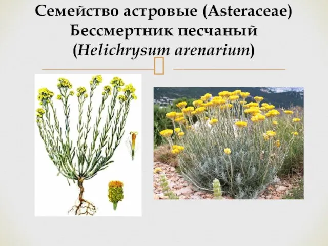 Семейство астровые (Asteraceae) Бессмертник песчаный (Helichrysum arenarium)