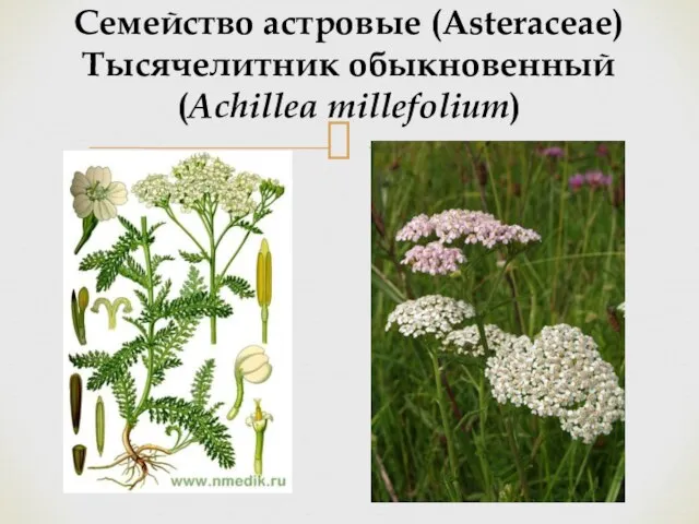 Семейство астровые (Asteraceae) Тысячелитник обыкновенный (Achillea millefolium)