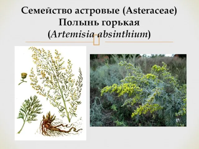 Семейство астровые (Asteraceae) Полынь горькая (Artemisia absinthium)