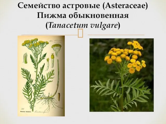 Семейство астровые (Asteraceae) Пижма обыкновенная (Tanacetum vulgare)