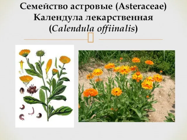 Семейство астровые (Asteraceae) Календула лекарственная (Calendula offiinalis)