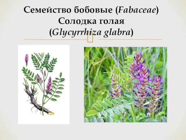 Семейство бобовые (Fabaceae) Солодка голая (Glycyrrhiza glabra)