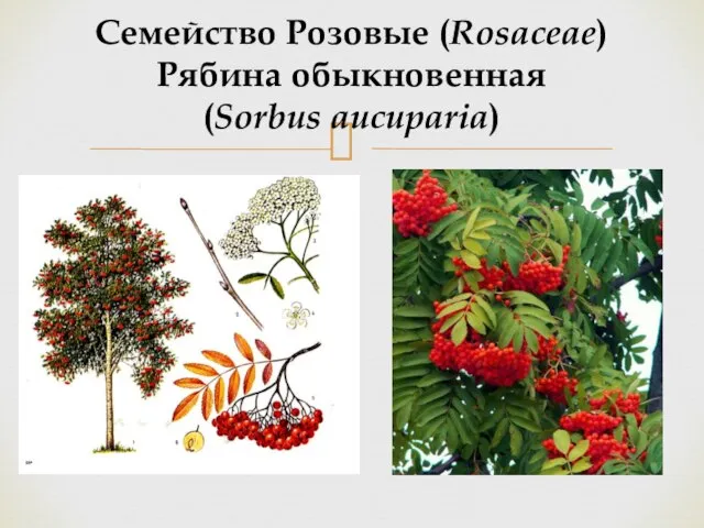 Семейство Розовые (Rosaceae) Рябина обыкновенная (Sorbus aucuparia)