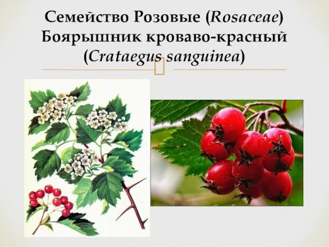 Семейство Розовые (Rosaceae) Боярышник кроваво-красный (Crataegus sanguinea)