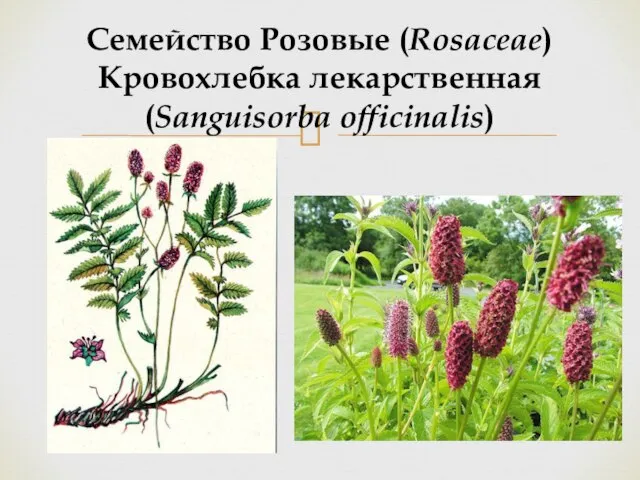 Семейство Розовые (Rosaceae) Кровохлебка лекарственная (Sanguisorba officinalis)