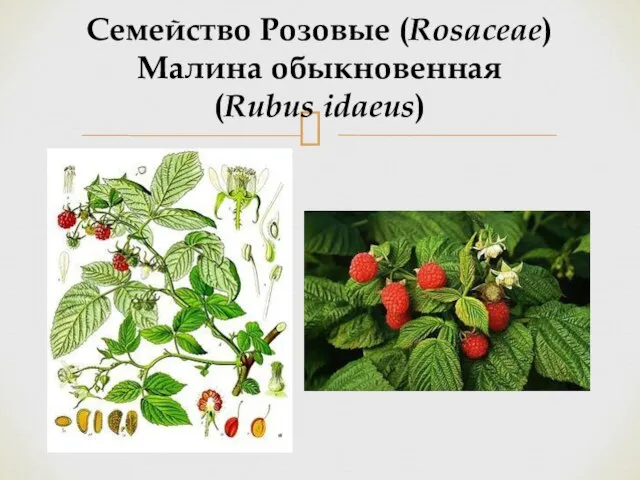 Семейство Розовые (Rosaceae) Малина обыкновенная (Rubus idaeus)