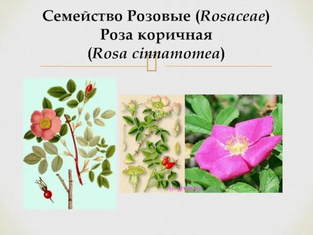 Семейство Розовые (Rosaceae) Роза коричная (Rosa cinnamomea)