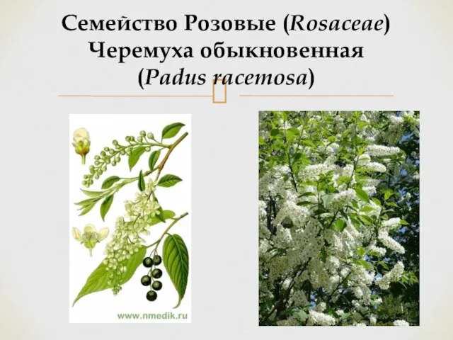 Семейство Розовые (Rosaceae) Черемуха обыкновенная (Padus racemosa)