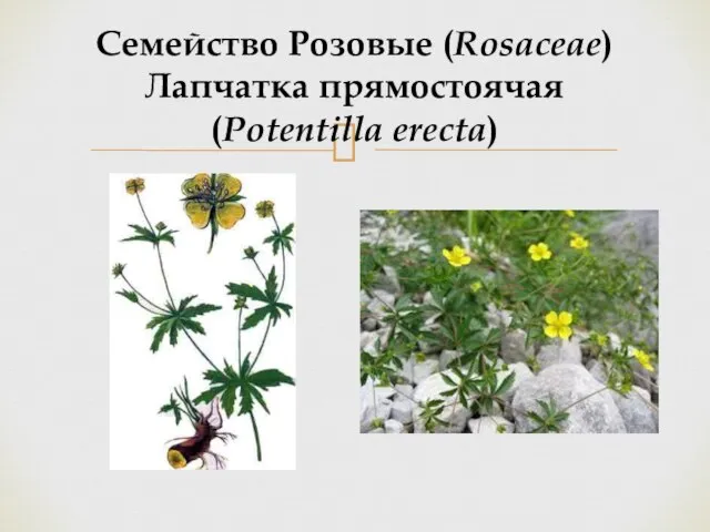 Семейство Розовые (Rosaceae) Лапчатка прямостоячая (Potentilla erecta)