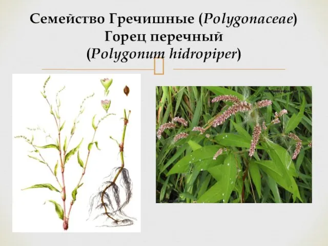 Семейство Гречишные (Polygonaceae) Горец перечный (Polygonum hidropiper)