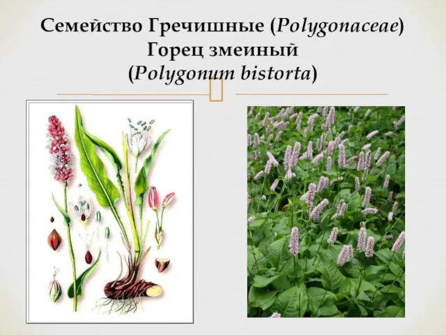 Семейство Гречишные (Polygonaceae) Горец змеиный (Polygonum bistorta)