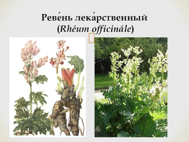 Реве́нь лека́рственный (Rhéum officinále)