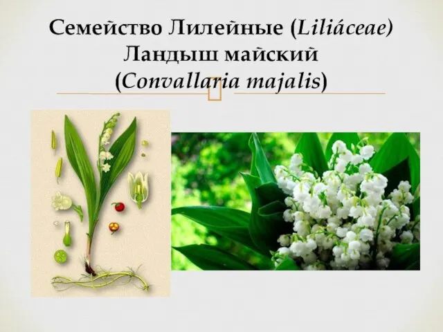 Семейство Лилейные (Liliáceae) Ландыш майский (Convallaria majalis)