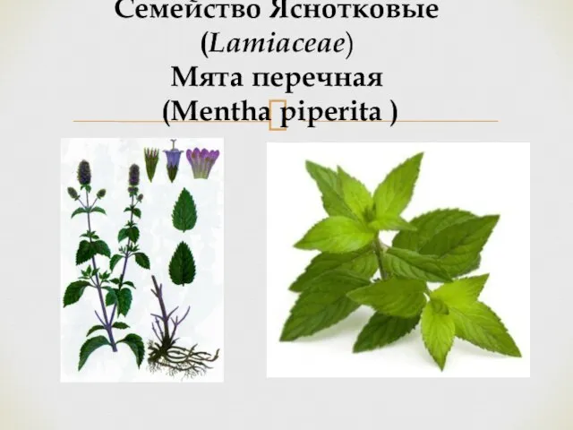 Семейство Яснотковые (Lamiaceae) Мята перечная (Mentha piperita )