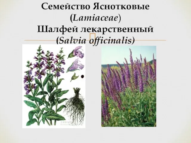 Семейство Яснотковые (Lamiaceae) Шалфей лекарственный (Salvia officinalis)