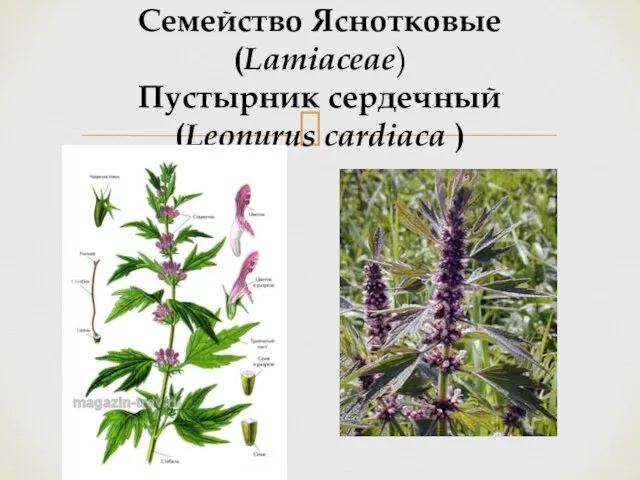 Семейство Яснотковые (Lamiaceae) Пустырник сердечный (Leonurus cardiaca )