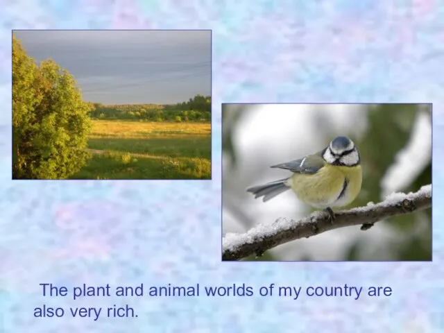 The plant and animal worlds of my country are also very rich.