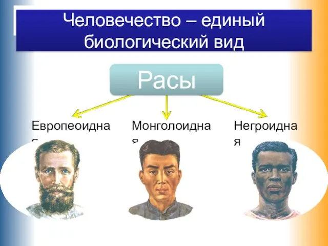 Человечество – единый биологический вид Европеоидная Монголоидная Негроидная Расы