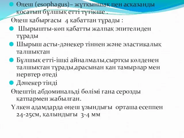 Өңеш (esophagus)– жұтқыншақ пен асқазанды қосатын бұлшық етті түтікше . Өңеш