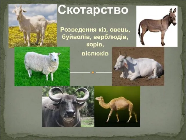 Розведення кіз, овець, буйволів, верблюдів, корів, віслюків Скотарство