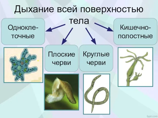 Дыхание всей поверхностью тела Однокле-точные Кишечно- полостные Плоские черви Круглые черви