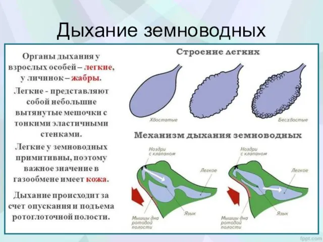 Дыхание земноводных