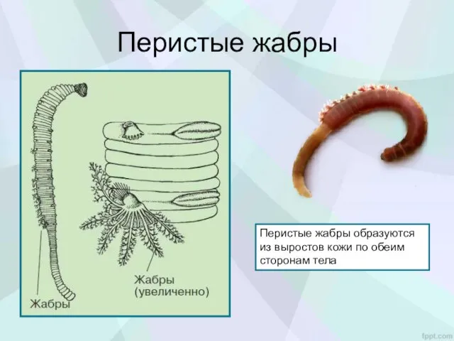 Перистые жабры Перистые жабры образуются из выростов кожи по обеим сторонам тела