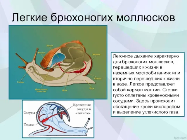 Легкие брюхоногих моллюсков Легочное дыхание характерно для брюхоногих моллюсков, перешедших к