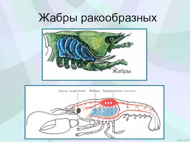 Жабры ракообразных