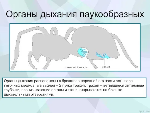 Органы дыхания паукообразных Органы дыхания расположены в брюшке: в передней его